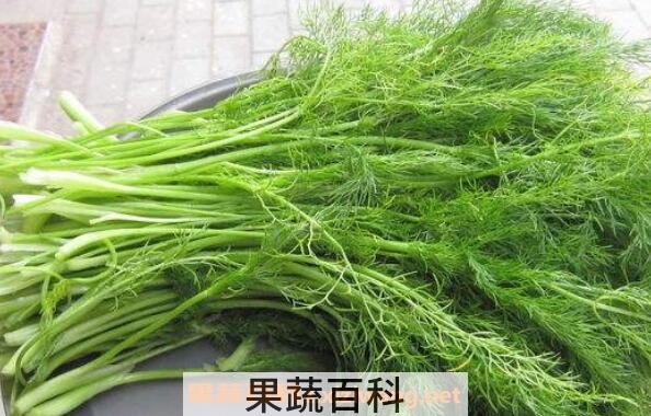 茴香菜的功效与作用 茴香菜怎么吃好
