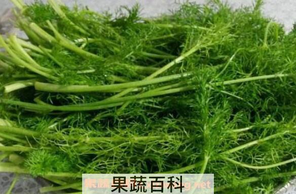 茴香菜的功效与作用 茴香菜怎么吃好
