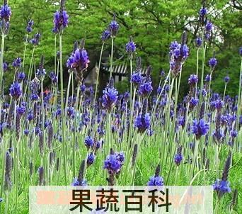 果蔬百科羽叶熏衣草