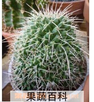 果蔬百科长刺白龙