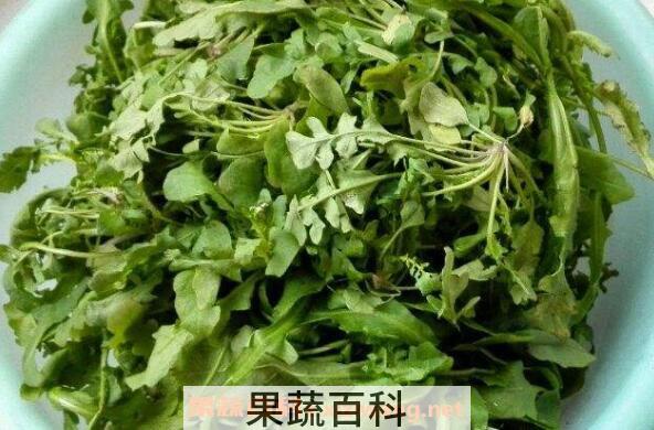 芨芨菜的功效与作用 芨芨菜的食用禁忌