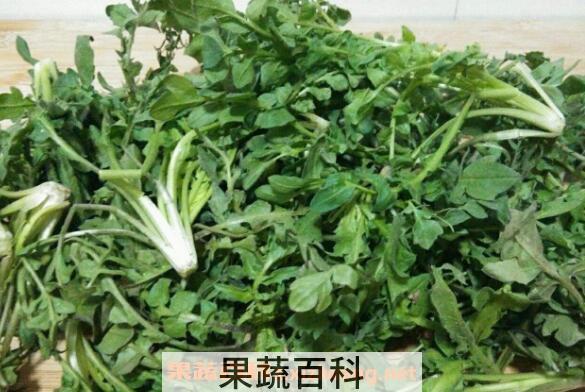 芨芨菜的功效与作用 芨芨菜的食用禁忌