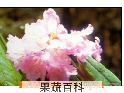 果蔬百科白毛杜鹃