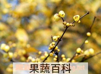 果蔬百科腊梅花