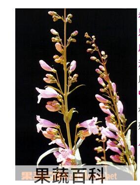 果蔬百科侧花钓钟柳