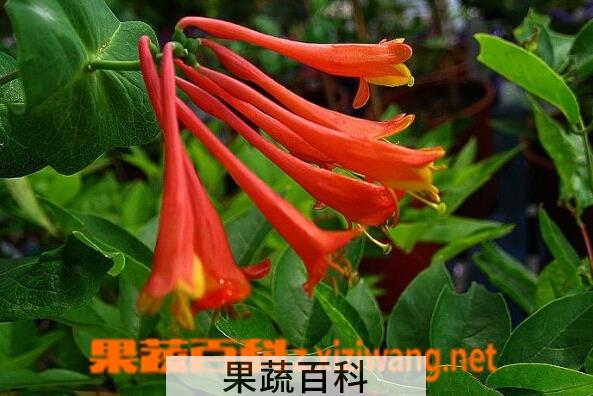 果蔬百科垂红忍冬