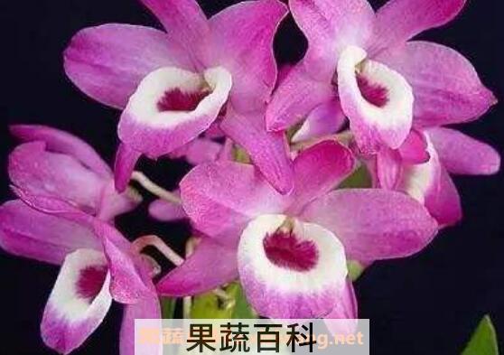 石斛兰的养殖方法 石斛兰的种植方法