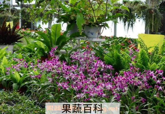 石斛兰的养殖方法 石斛兰的种植方法