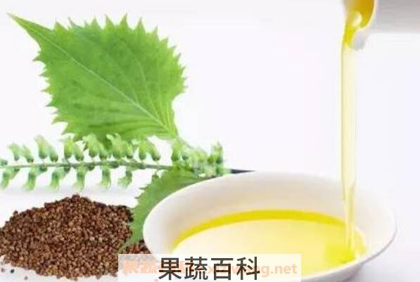 紫苏籽油的功效与作用 吃紫苏籽油的好处