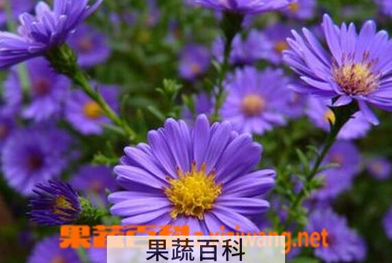 果蔬百科雏菊