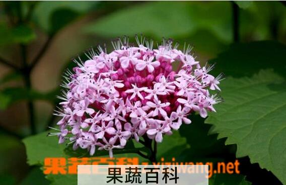 果蔬百科臭牡丹