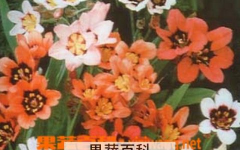 丑角花的功效与作用是什么 丑角花的功效与作用图片