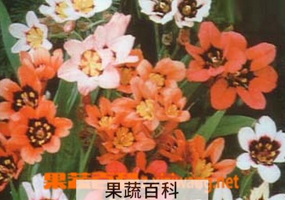果蔬百科丑角花