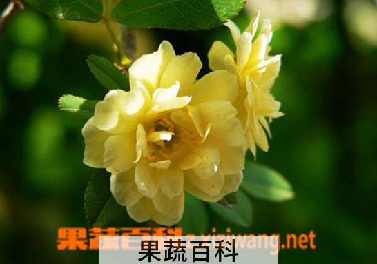 果蔬百科重瓣黄木香
