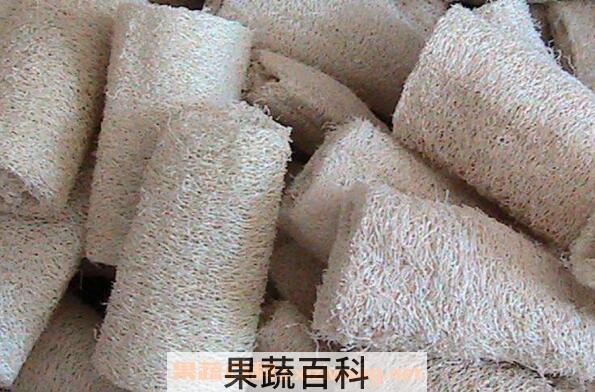 丝瓜络的功效与作用及药用价值