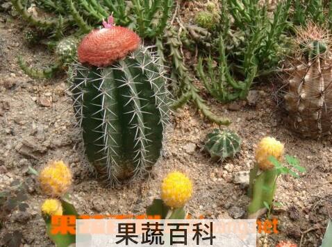 果蔬百科彩云球
