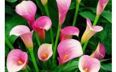 彩叶草的功效与作用图片 彩叶草的功效与作用及图片