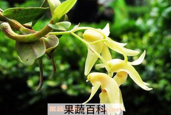 霍山石斛花的功效与作用 霍山石斛花的食用方法