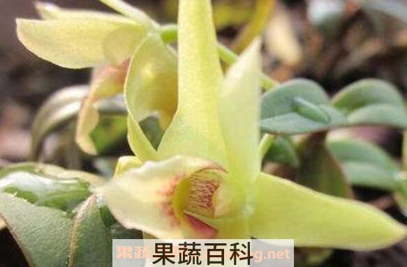 霍山石斛花的功效与作用 霍山石斛花的食用方法