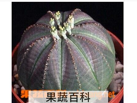 果蔬百科布纹球