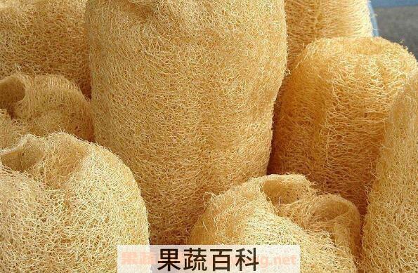 老丝瓜络煮水喝的功效 丝瓜瓤煮水喝的功效
