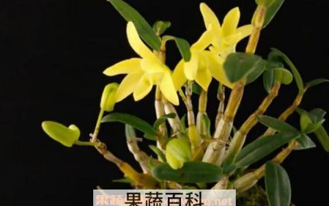 石斛怎么吃最好 什么人不适合吃石斛