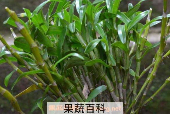 金钗石斛花泡水的方法