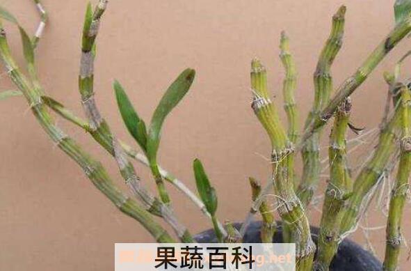 金钗石斛花泡水的方法