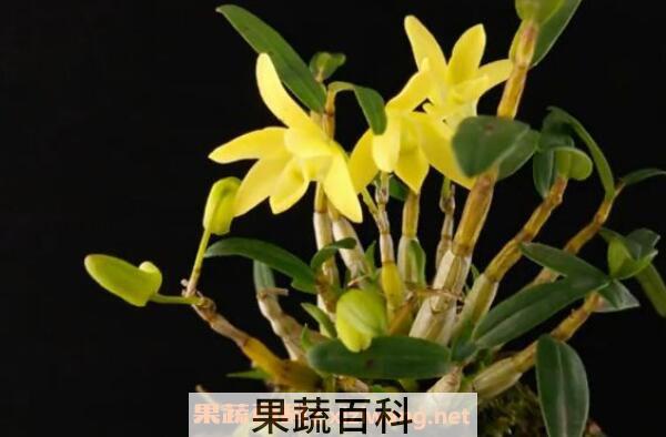 石斛怎么吃最好 什么人不适合吃石斛