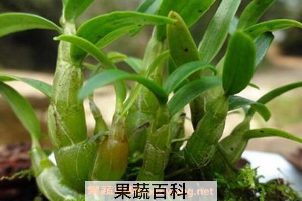 石斛怎么吃最好 什么人不适合吃石斛