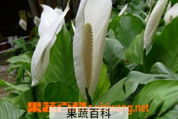 果蔬百科白鹤芋