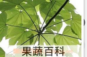 果蔬百科梧桐
