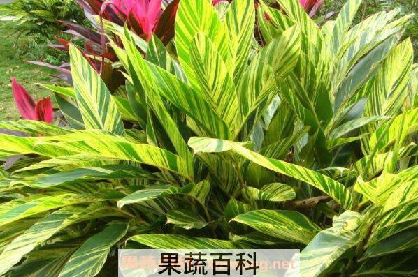  良姜叶的功效与作用