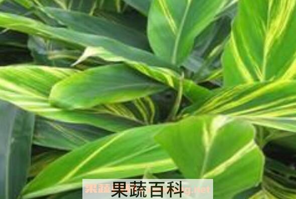  良姜叶的功效与作用