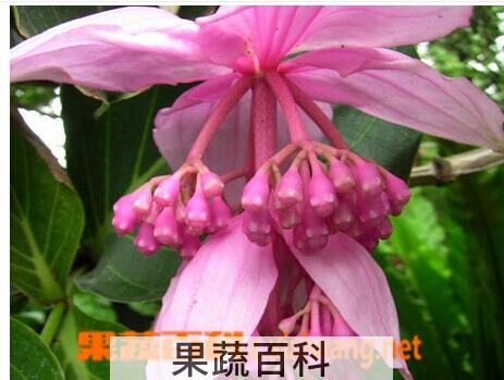 果蔬百科宝莲花的功效与作用