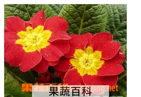 果蔬百科报春花
