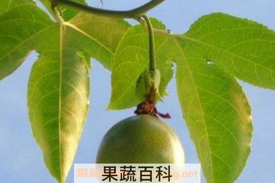 百香果叶子的功效与作用