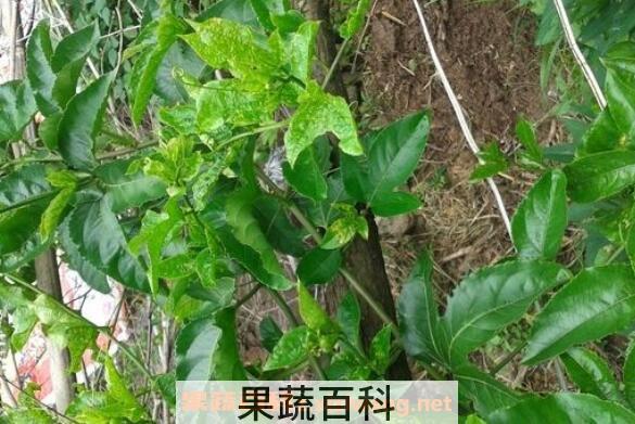 百香果叶子的功效与作用