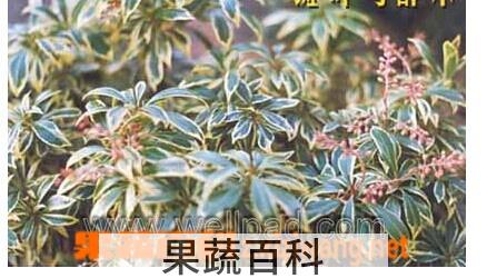 果蔬百科 斑叶马醉木
