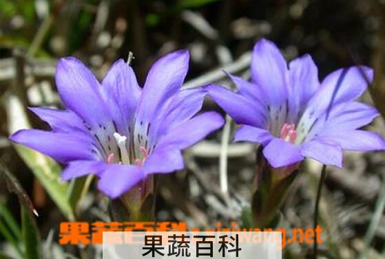 果蔬百科阿里山龙胆