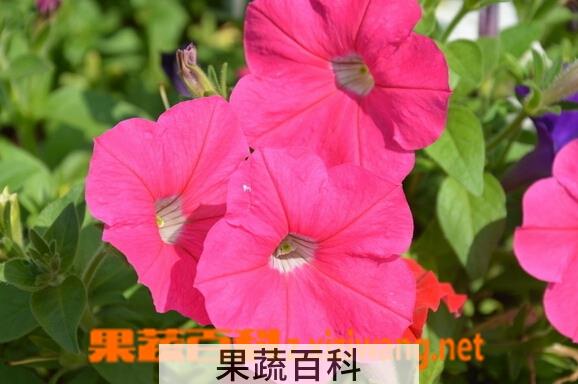 果蔬百科矮牵牛