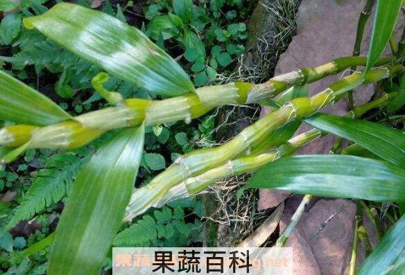 马鞭石斛的功效与作用 马鞭石斛图片