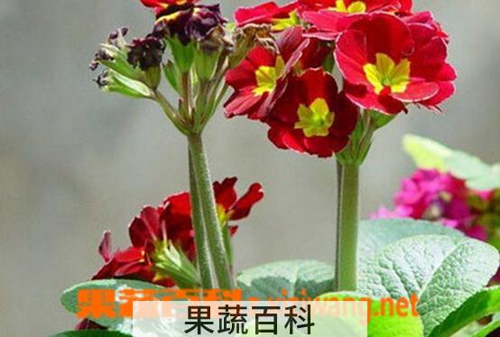 果蔬百科暗紫脆蒴报春