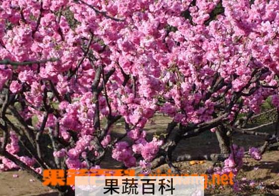 果蔬百科矮樱