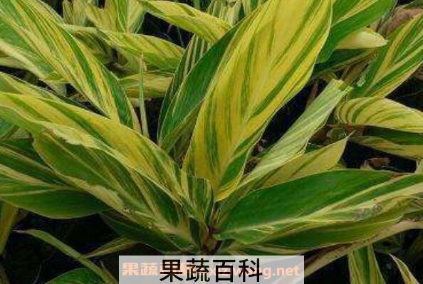良姜叶是什么 良姜叶有什么功效 