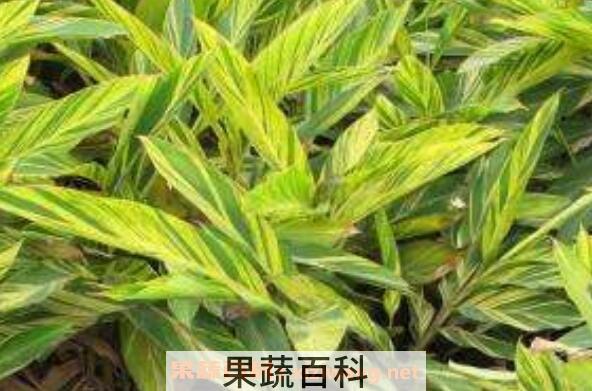 良姜叶是什么 良姜叶有什么功效 