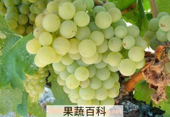 青葡萄的功效与作用