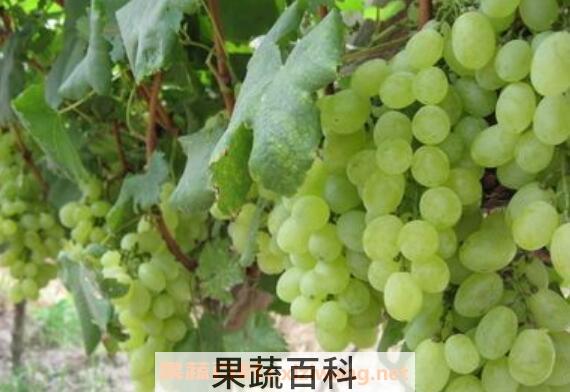 青葡萄的功效与作用