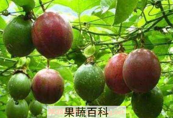 百香果不能与什么同食 百香果的食用禁忌