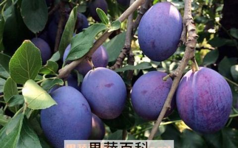 新鲜西梅的功效与作用有哪些呢 新鲜西梅的功效与作用有哪些禁忌